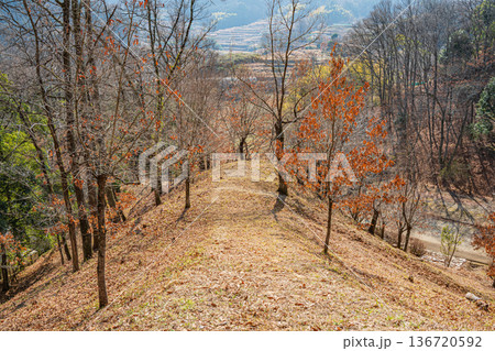 国営飛鳥歴史公園祝戸地区　落ち葉散り積もる山林　奈良県明日香村 136720592