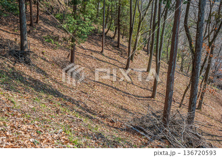 国営飛鳥歴史公園祝戸地区 落ち葉散り積もる山林 奈良県明日香村 国営飛鳥歴史公園祝戸地区 落ち葉散り積もる山林 奈良県明日香村 136720593