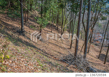 国営飛鳥歴史公園祝戸地区　落ち葉散り積もる山林　奈良県明日香村 136720594