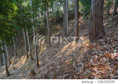 国営飛鳥歴史公園祝戸地区　落ち葉散り積もる山林　奈良県明日香村 136720595