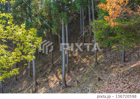 国営飛鳥歴史公園祝戸地区　落ち葉散り積もる山林　奈良県明日香村 136720598