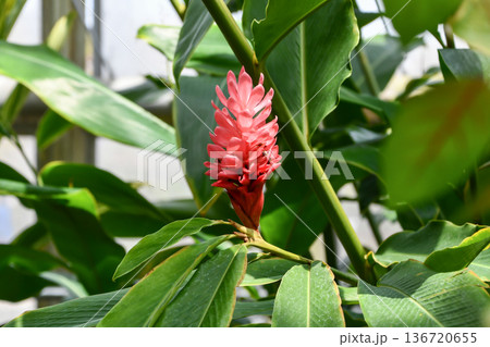 アルピニア・プルプラタ Red ginger アルピニア・プルプラタ Red ginger 136720655