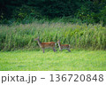 草原で佇む小鹿 136720848