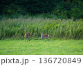 草原で佇む小鹿 136720849