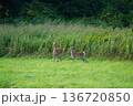 草原で佇む小鹿 136720850