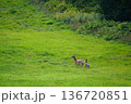 草原で佇む小鹿 136720851