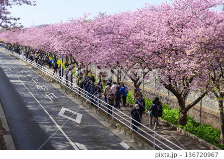 神奈川県　三浦海岸桜まつり　河津桜　京急線沿い 136720967
