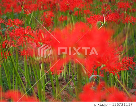 埼玉県日高市・曼珠沙華の里「巾着田」の秋の絶景 136721117