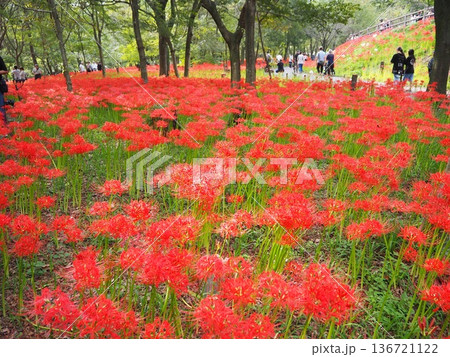 埼玉県日高市・曼珠沙華の里「巾着田」の秋の絶景 136721122
