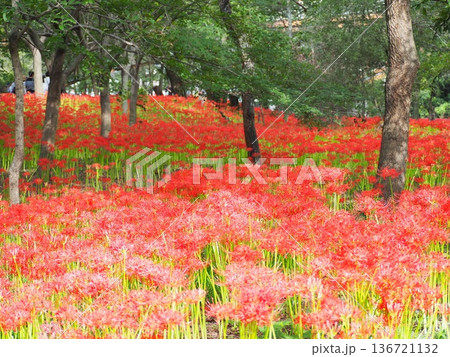 埼玉県日高市・曼珠沙華の里「巾着田」の秋の絶景 136721132