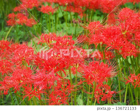 埼玉県日高市・曼珠沙華の里「巾着田」の秋の絶景 136721133