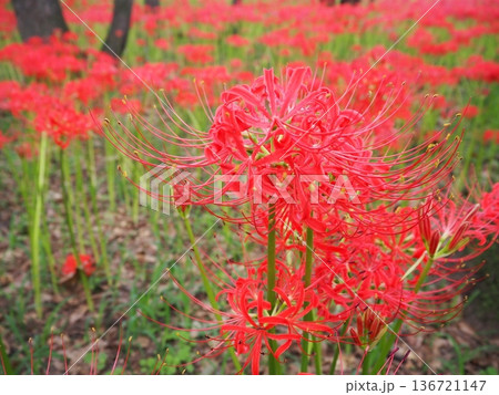 埼玉県日高市・曼珠沙華の里「巾着田」の秋の絶景 136721147
