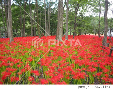 埼玉県日高市・曼珠沙華の里「巾着田」の秋の絶景 136721163