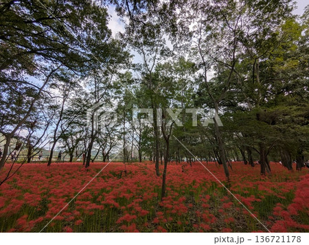 埼玉県日高市・曼珠沙華の里「巾着田」の秋の絶景 埼玉県日高市・曼珠沙華の里「巾着田」の秋の絶景 136721178