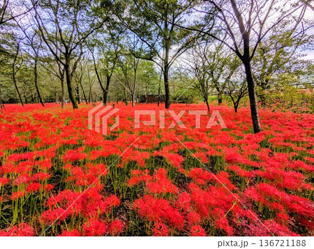 埼玉県日高市・曼珠沙華の里「巾着田」の秋の絶景 埼玉県日高市・曼珠沙華の里「巾着田」の秋の絶景 136721188