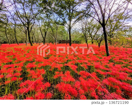 埼玉県日高市・曼珠沙華の里「巾着田」の秋の絶景 136721190