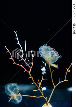 ライトアップされたクラゲ 136721221