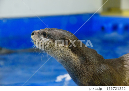 ごはんを待つカワウソ 136721222