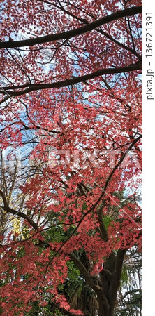 真っ赤な紅葉 136721391