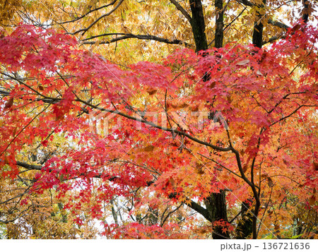 秋の紅葉に染まる 136721636
