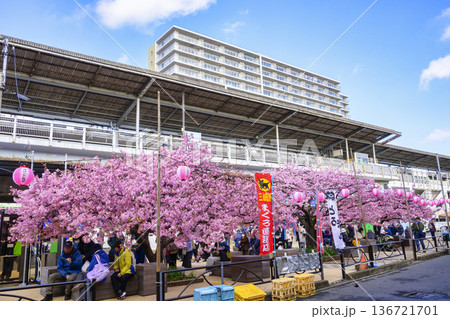 神奈川県　三浦海岸桜まつり　河津桜　三浦海岸駅  136721701