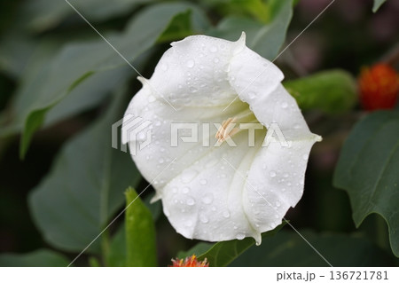 ヨルガオの花と雨雫 ヨルガオの花と雨雫 136721781