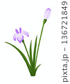 花菖蒲のイラスト 136721849