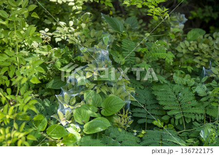 Bicycle path along the Geumgang River 136722175