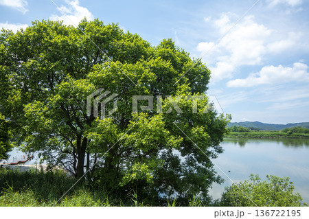 Bicycle path along the Geumgang River Bicycle path along the Geumgang River 136722195