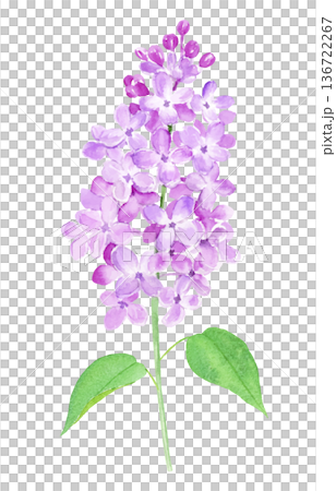 Watercolor illustration of lilac Watercolor illustration of lilac 136722267