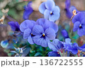 春の花 136722555