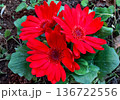 春の花 136722556