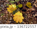 春の花 136722557
