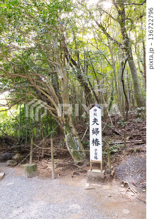 八重垣神社 佐久佐女の森にある夫婦椿 子宝椿 八重垣神社 佐久佐女の森にある夫婦椿 子宝椿 136722796