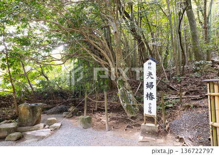 八重垣神社 佐久佐女の森にある夫婦椿 子宝椿 八重垣神社 佐久佐女の森にある夫婦椿 子宝椿 136722797