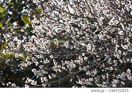 梅の花 136722855