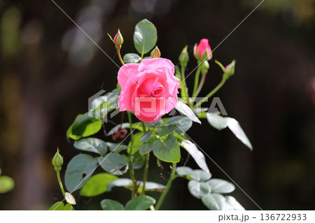 バラの花 ラヴィーニア バラの花 ラヴィーニア 136722933