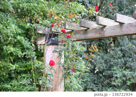 バラの花　ウルメールムンスター 136722934