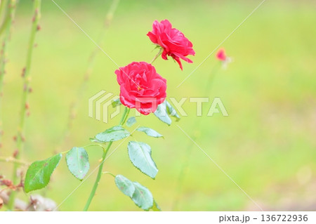 バラの花　ウルメールムンスター 136722936