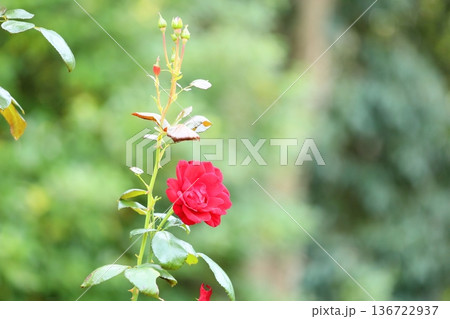 バラの花　ウルメールムンスター 136722937