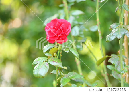 バラの花　ウルメールムンスター 136722938