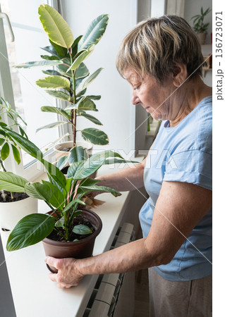 An elderly woman's hands, using bamboo cloth, wipe a leaf and tend to peace lily in pot on bright windowsill. A truly authentic moment. Indoor gardening, plant care, green lifestyle 136723071