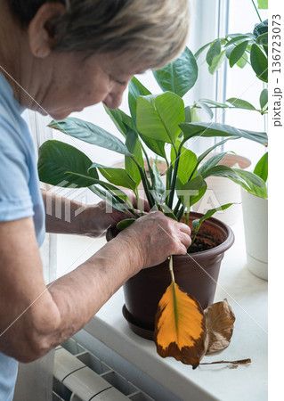 Senior woman inspecting an indoor plant on a windowsill, carefully removing a dry leaf. Home gardening hobby. Authentic moment. Green lifestyle, slow living, indoor gardening Senior woman inspecting an indoor plant on a windowsill, carefully removing a dry leaf. Home gardening hobby. Authentic moment. Green lifestyle, slow living, indoor gardening 136723073