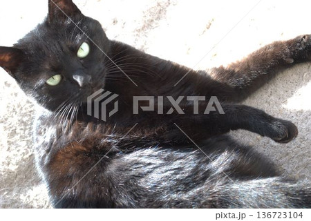 見つめる黒猫 136723104