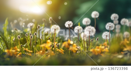 Dandelion flower, copy space blurred background, Generative AI 136723398