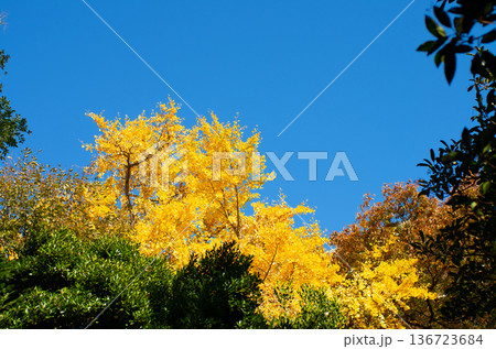 黄葉した銀杏 136723684