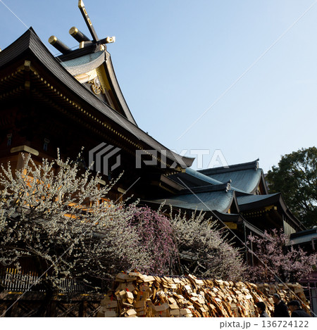 湯島の白梅 136724122