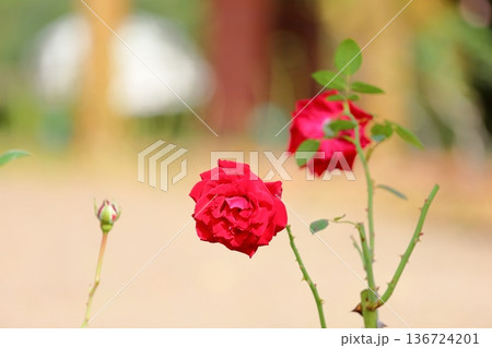 バラの花 イングリッドバーグマン バラの花 イングリッドバーグマン 136724201