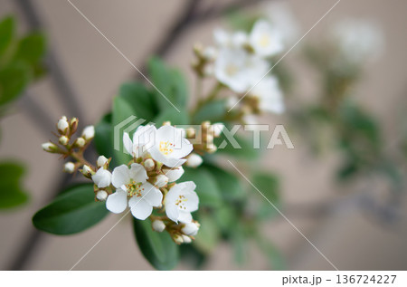梅の花 136724227