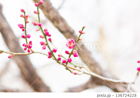 梅の花 梅の花 136724228